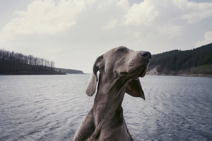 Weimaraner dog enjoying the lake and forest