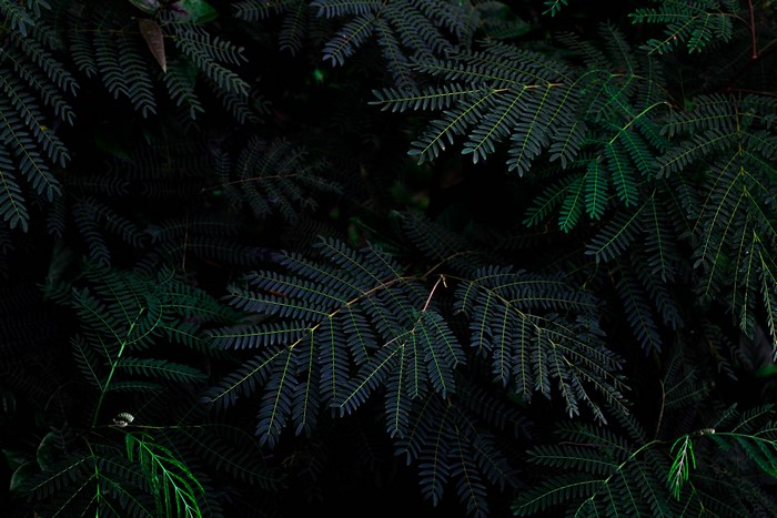 Dark green fern leaves in a forest
