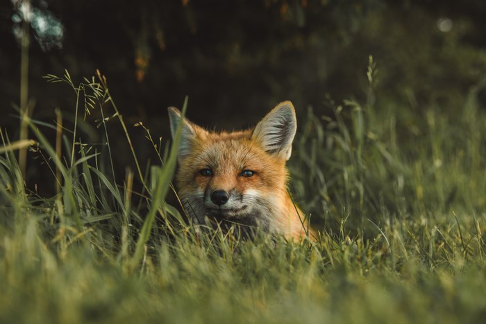 Red fox peeking through tall green grass