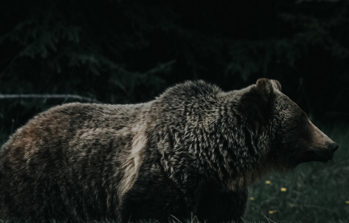 Grizzly bear in a dark forest