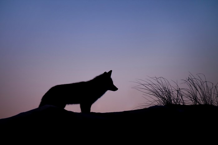 Silhouette of a fox at twilight