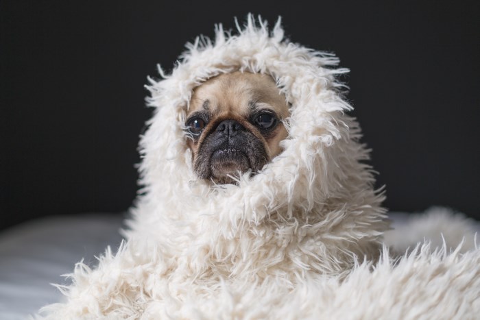 Adorable pug wrapped in a fluffy white blanket