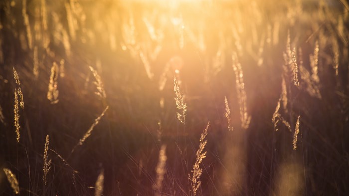 Golden hour sunset over a field of grass