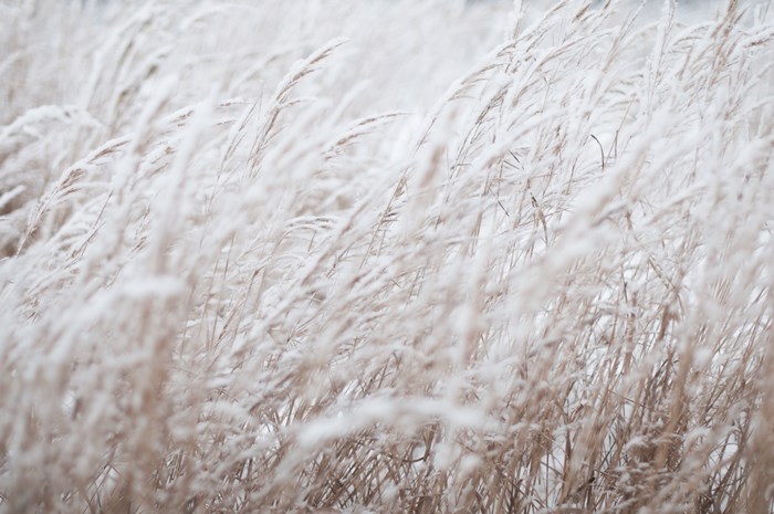 Close up of winter grass covered in snow