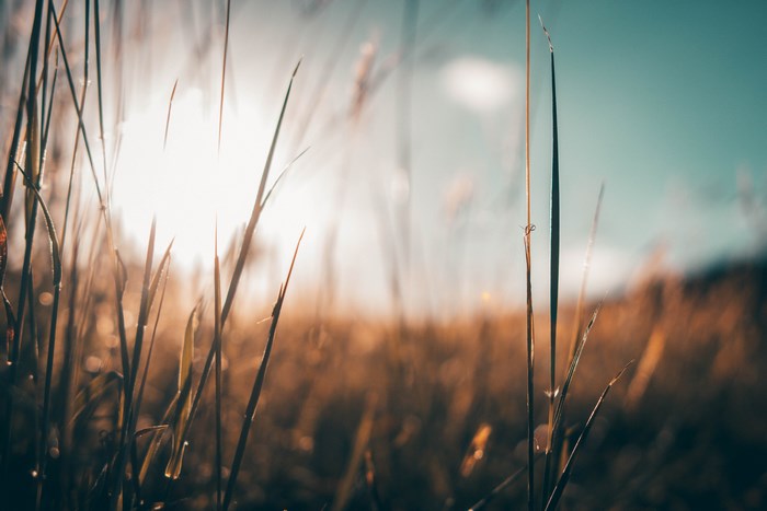Sunrise over a grass field with lens flare