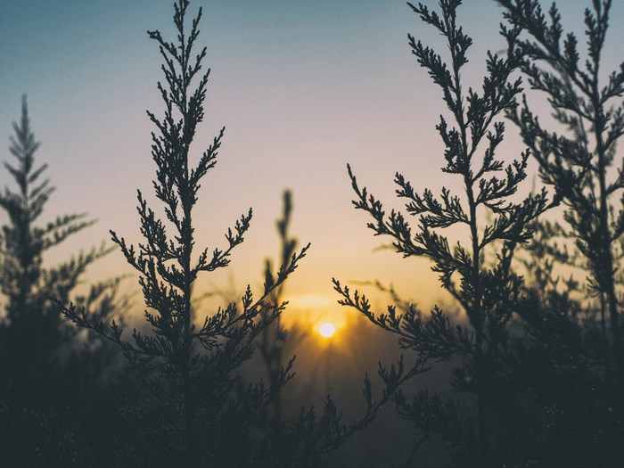 Silhouette of evergreen trees at sunset