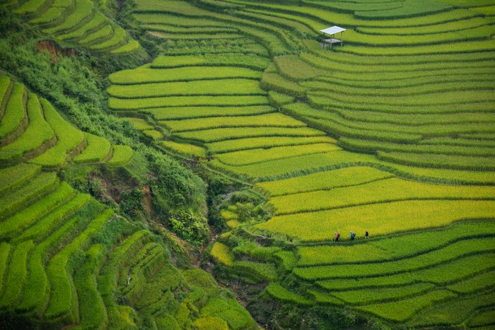 Terraced rice fields with a small shelter and people