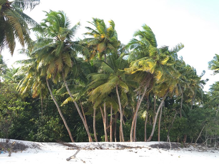 Coconut palm trees on a sandy beach in the Maldives