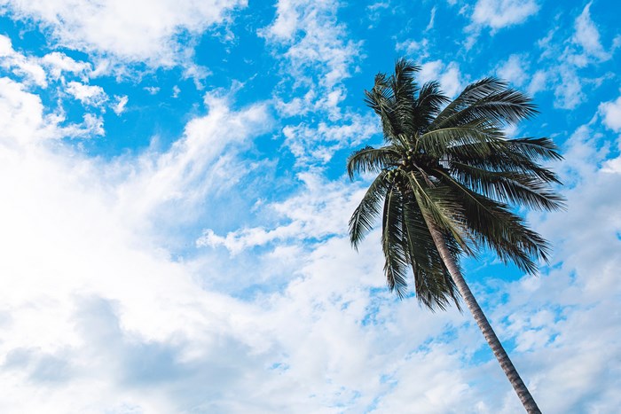 Tall Palm Tree Against Blue Sky with Clouds