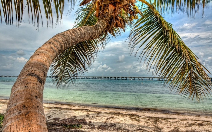 Palm tree over a beach with a bridge in the distance