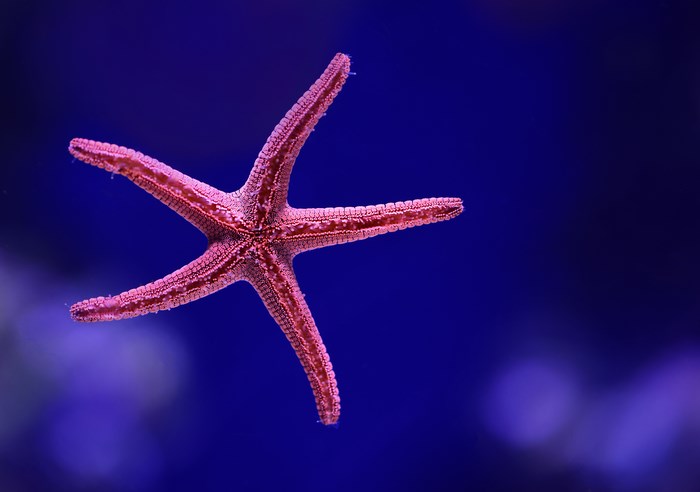 Vibrant Pink Starfish Underwater in Blue Ocean