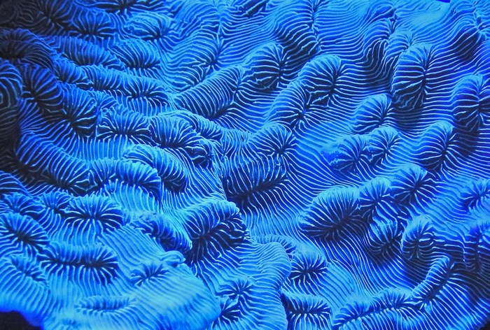 Close-up of blue wavy coral with intricate patterns