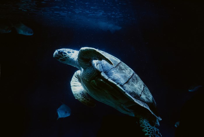 Sea turtle swimming in dark blue ocean water