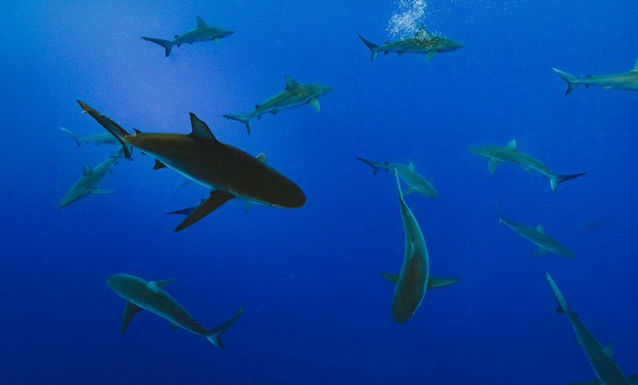A school of sharks swims in the deep blue ocean