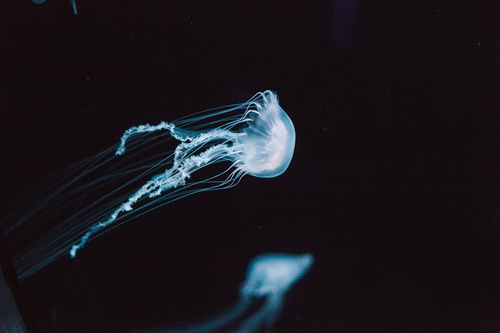 Two glowing jellyfish swim in dark water