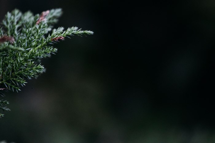 Close-up of a green pine branch against a dark background