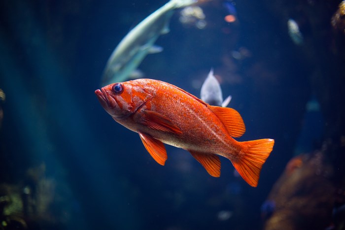 Orange fish swimming in dark blue water