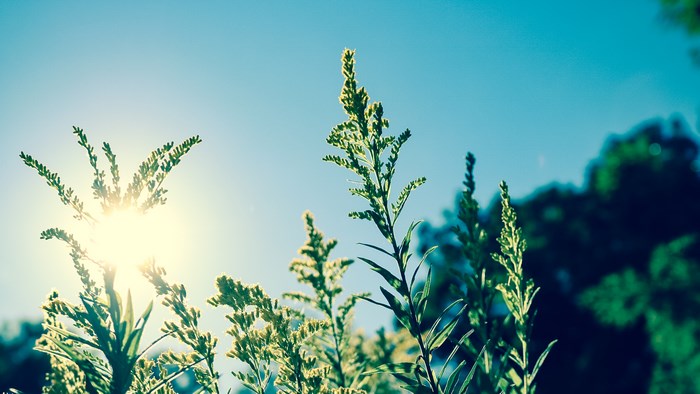 Sunlight shining through green plants against a blue sky