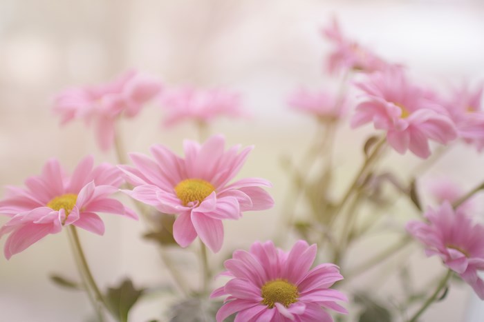 Pink daisies with yellow centers in soft focus