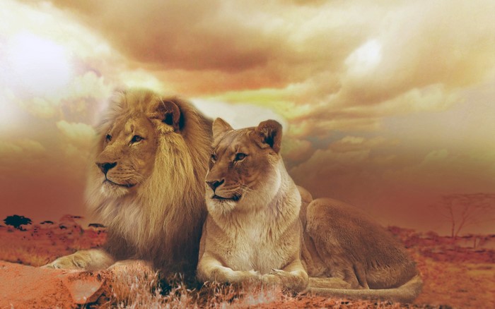 Lions resting in the savanna