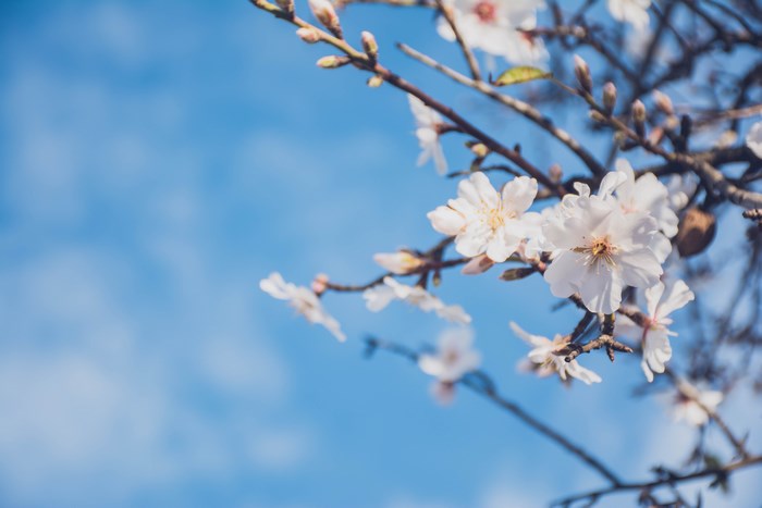 Almond blossoms on a blue sky background
