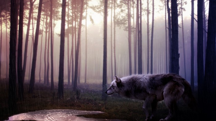 Wolf in a misty forest during rain