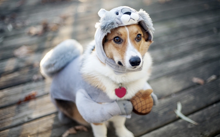 Corgi dog wearing a squirrel costume