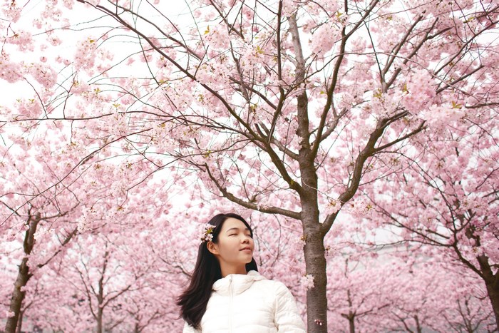 Woman in a white jacket under a cherry blossom tree