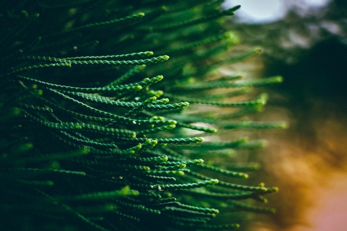 Close-up of green fir or pine needles