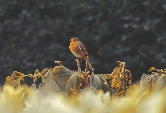 Robin perched on a branch in nature