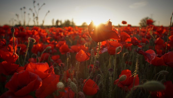 Field of red poppies at sunset