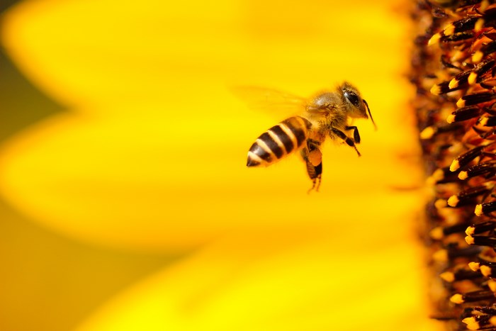 Bee flying near a sunflower