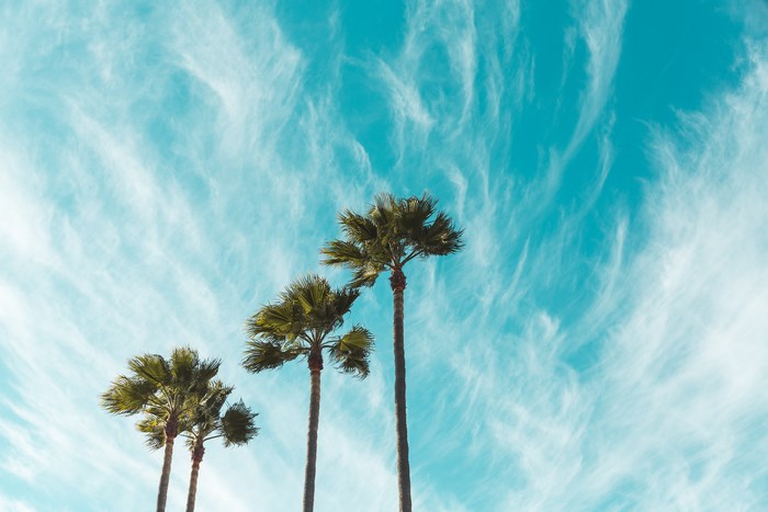 Palm trees against a blue sky with wispy clouds