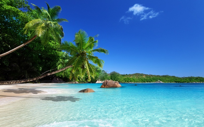 Tropical beach with palm trees and turquoise water