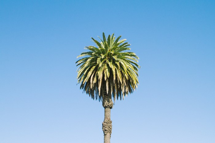 A lone palm tree against a clear blue sky