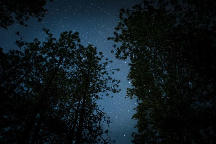 Starry night sky seen through silhouetted pine trees