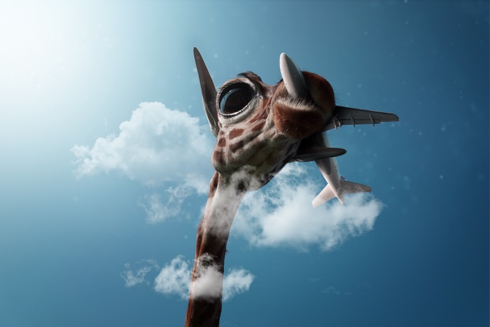 Giraffe with airplane in mouth against blue sky