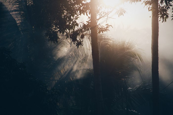 Sunlight filtering through trees in a misty jungle