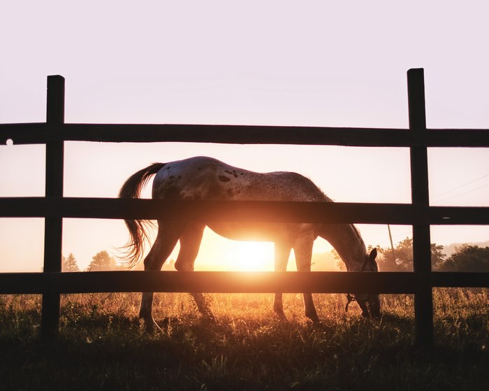 Horse grazing in a field at sunrise behind a fence