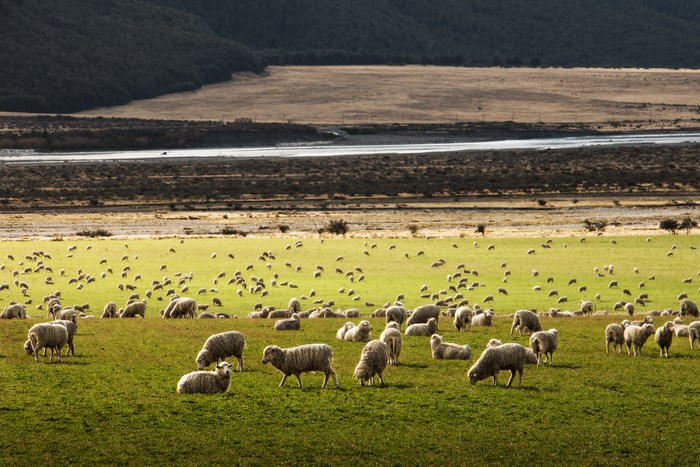 Flock of sheep grazing in a grassy valley