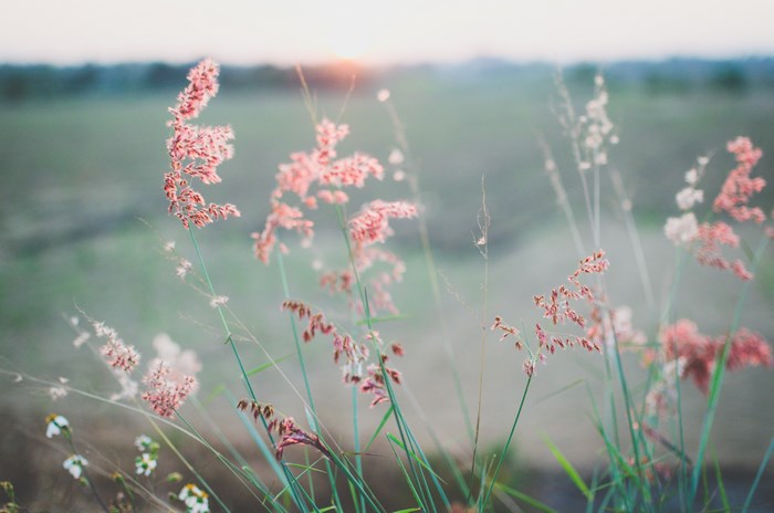 Pink grass flowers in a meadow at sunset