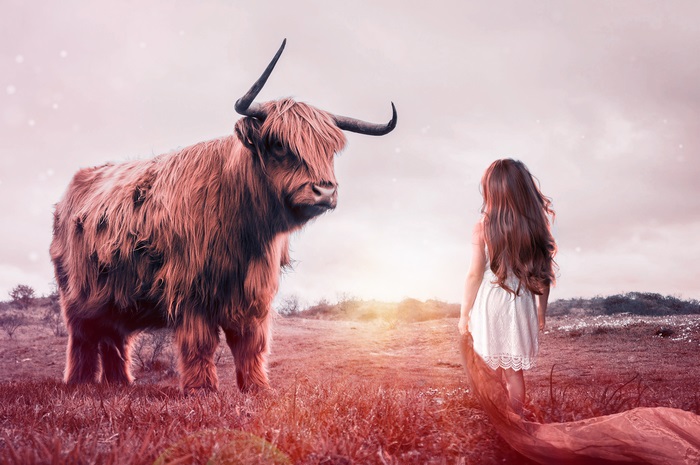 Girl and Highland Bull in Field