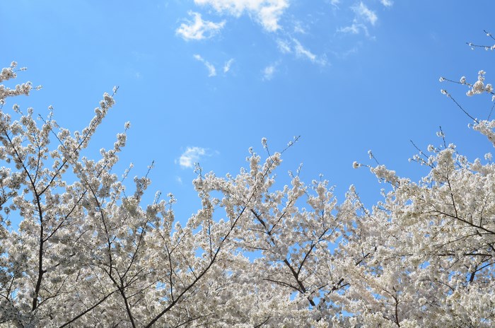Cherry blossoms against a blue sky with clouds