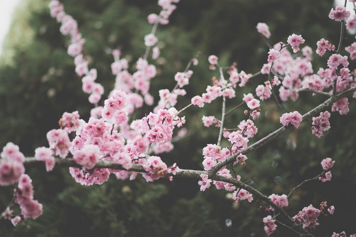 Pink Cherry Blossoms on a Branch in Spain