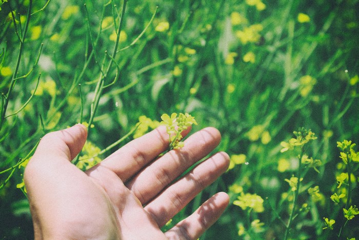 Hand holding a small yellow flower in a field of green plants