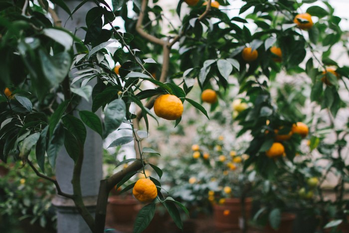 Orange tree with ripe fruit and green leaves