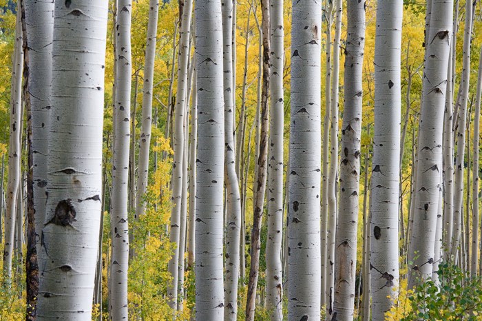 Aspen grove with yellow foliage in autumn
