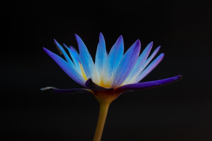 Blue and purple water lily with black background