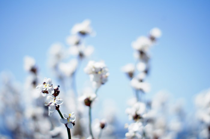 White flowers against a bright blue sky