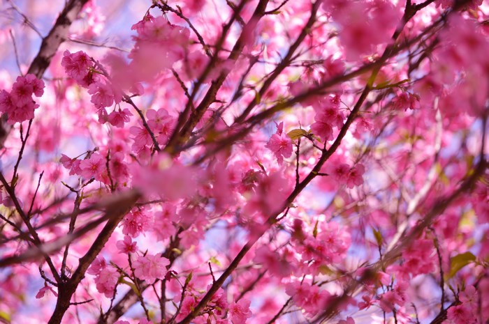 Pink cherry blossoms blooming on branches in Ibirapuera Park